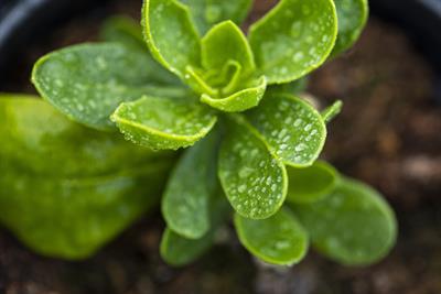 close up of a potted plant